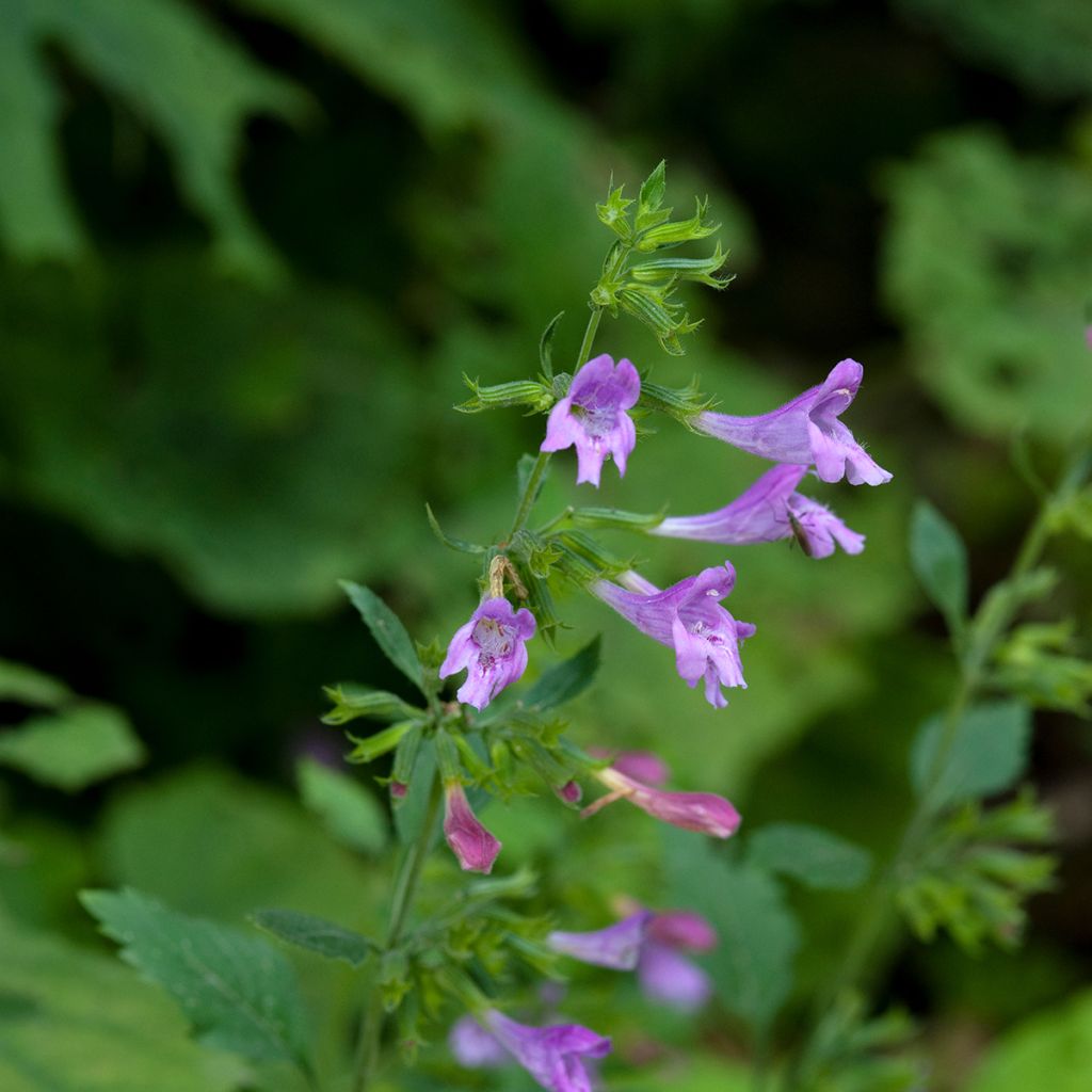 Tarhakäenminttu - Calamintha grandiflora