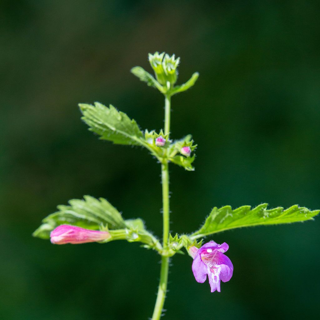 Tarhakäenminttu - Calamintha grandiflora