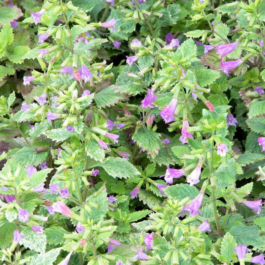 Tarhakäenminttu Variegata