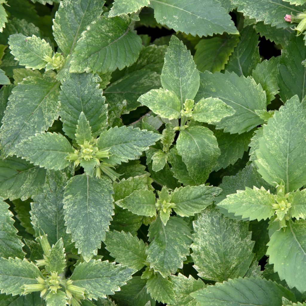 Tarhakäenminttu Variegata