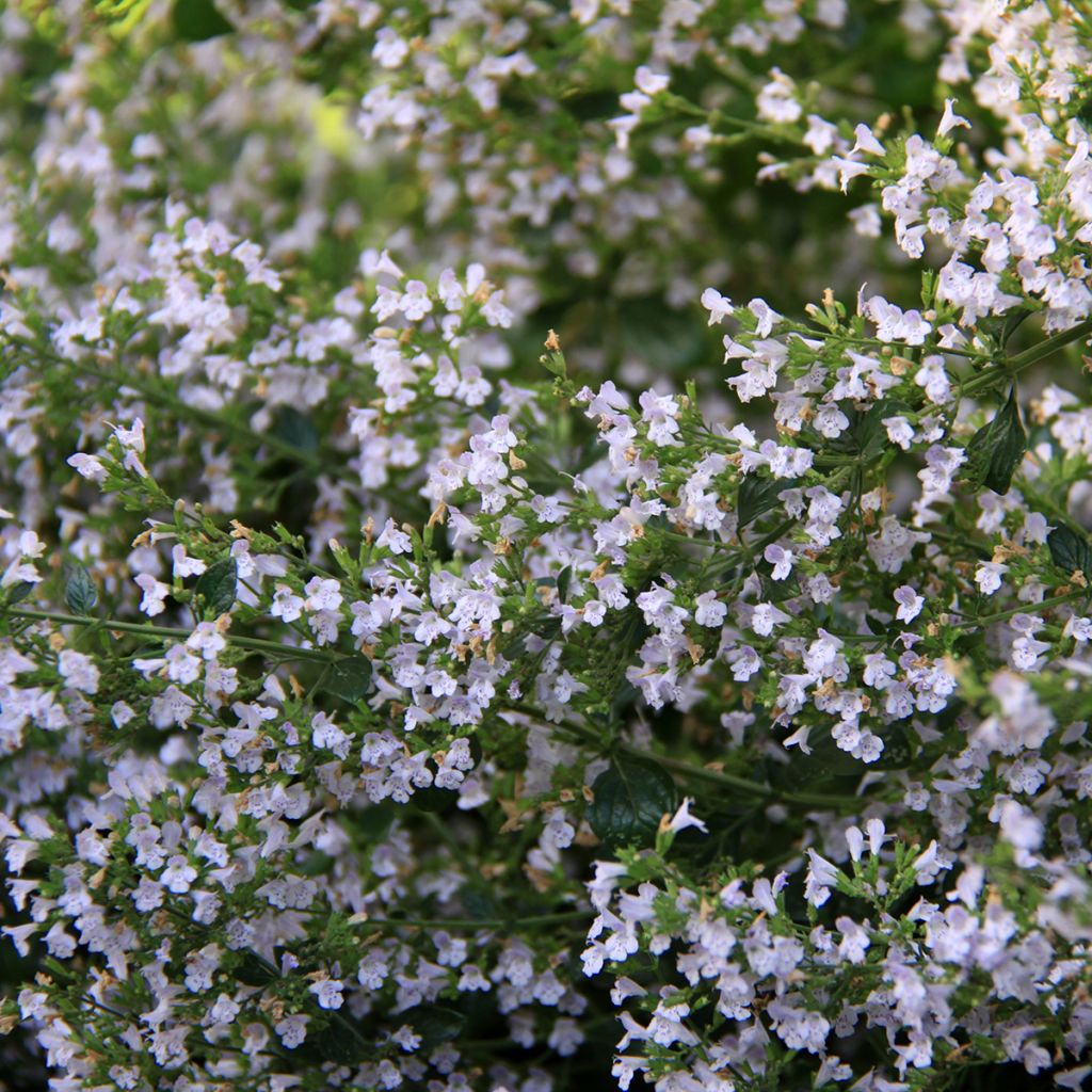 Kivikkokäenminttu - Calamintha nepeta