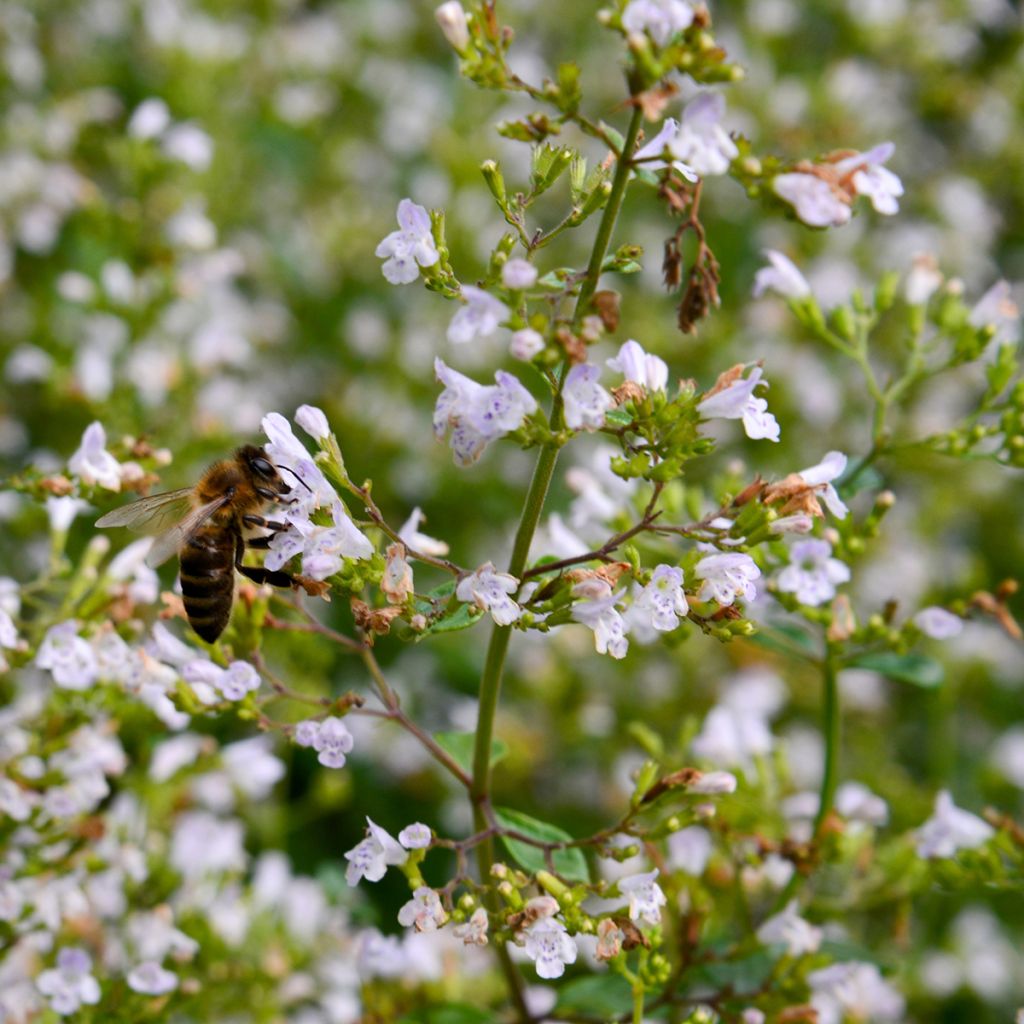 Kivikkokäenminttu - Calamintha nepeta