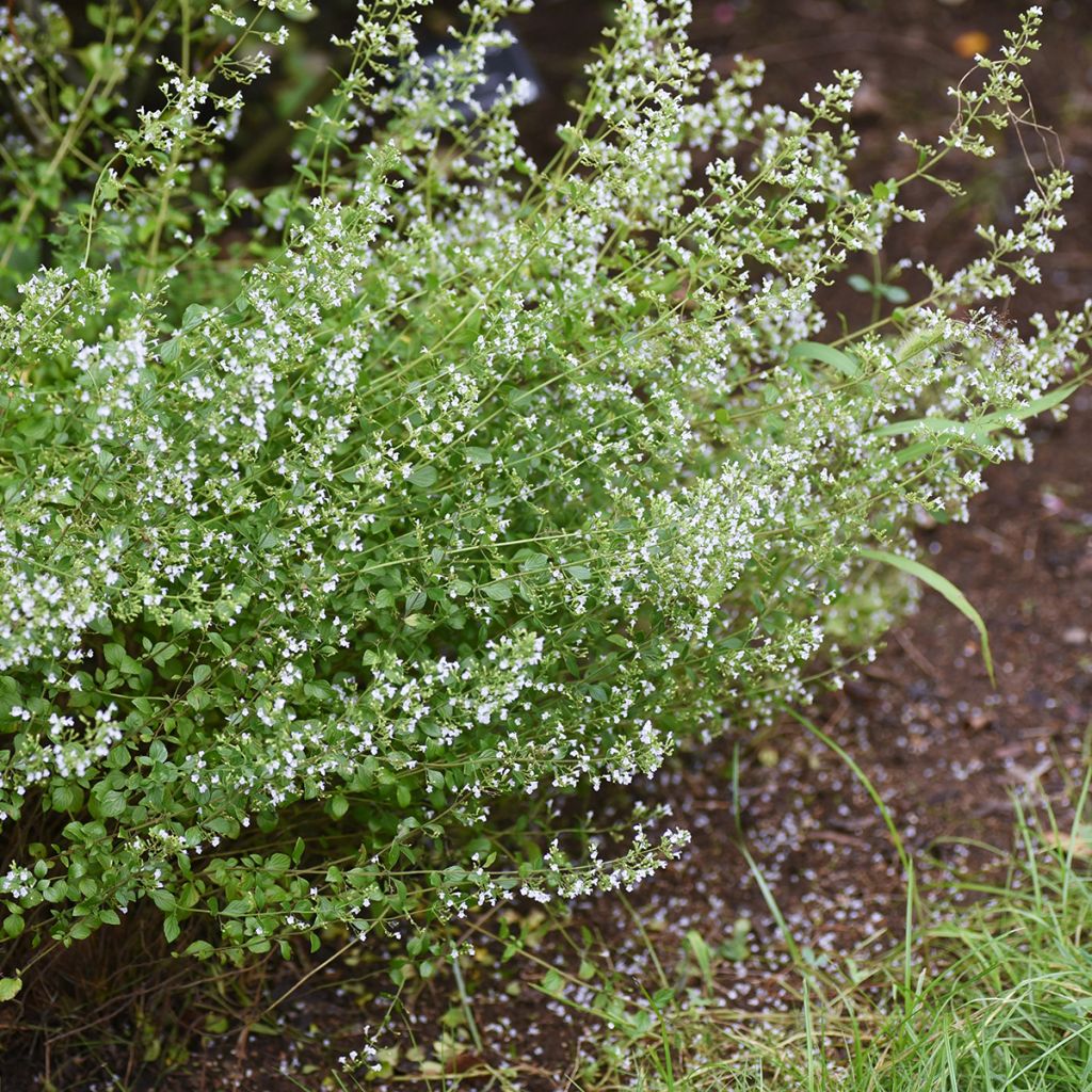 Kivikkokäenminttu - Calamintha nepeta
