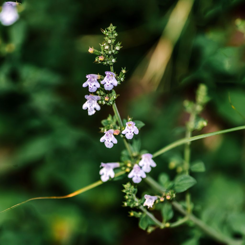 Kivikkokäenminttu - Calamintha nepeta