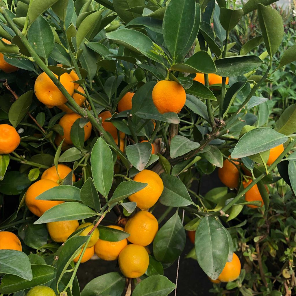 Kalamondiini - Citrus madurensis