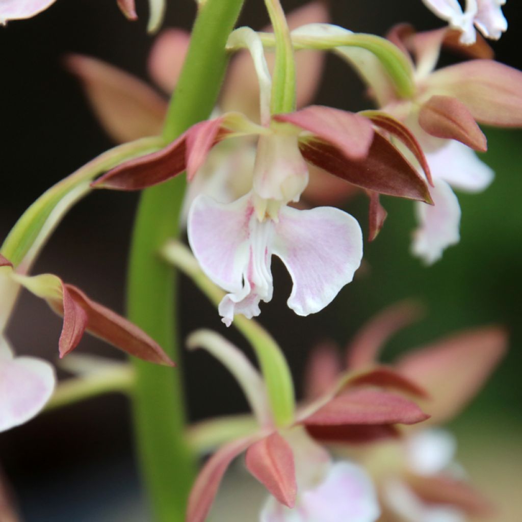 Heidinkämmekä - Calanthe discolor