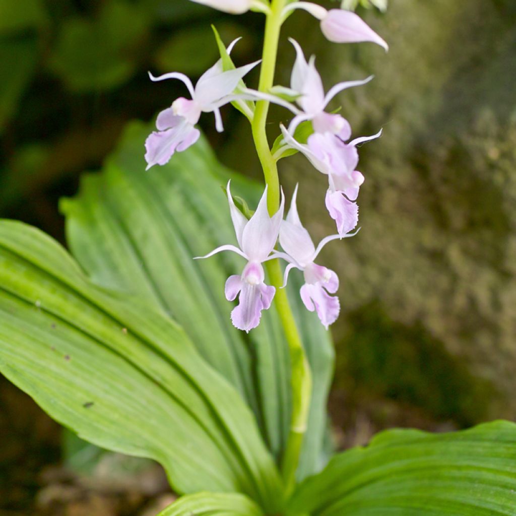 Heidinkämmekä - Calanthe reflexa