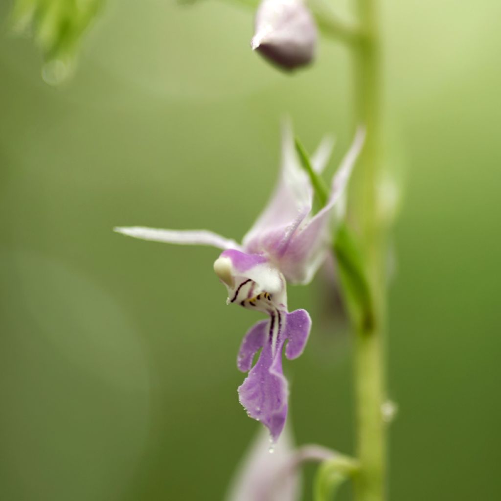 Heidinkämmekä - Calanthe reflexa