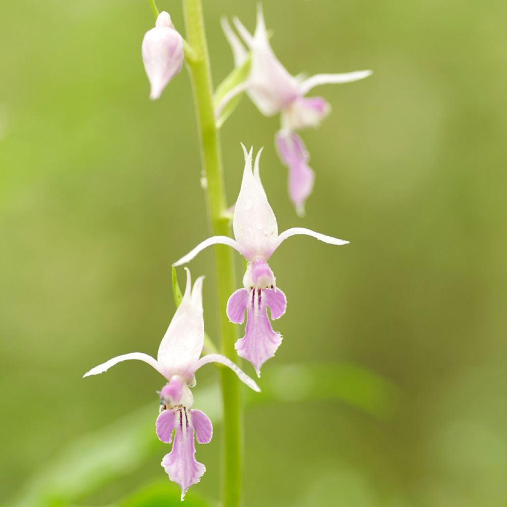 Heidinkämmekä - Calanthe reflexa