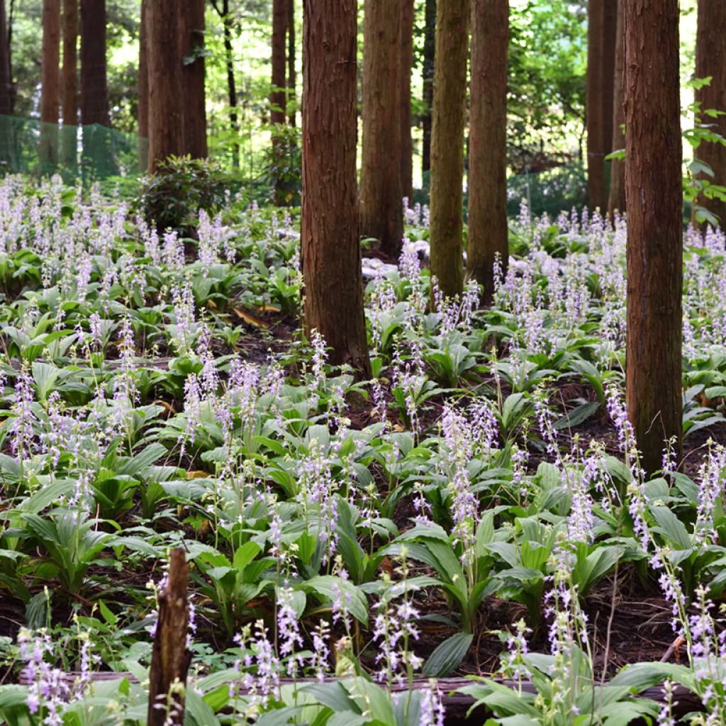 Heidinkämmekä - Calanthe reflexa