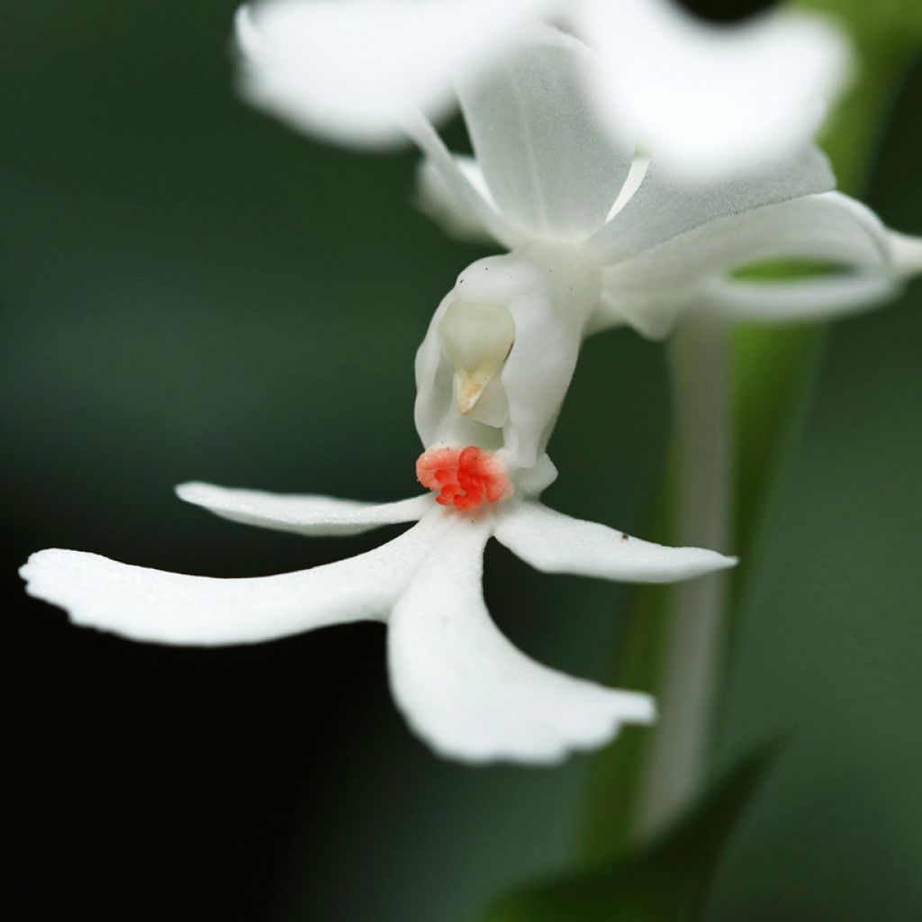 Heidinkämmekä - Calanthe triplicata
