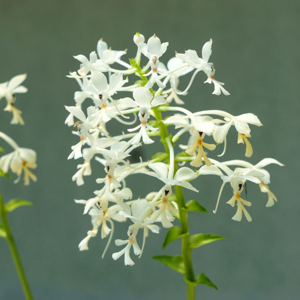 Heidinkämmekä - Calanthe triplicata