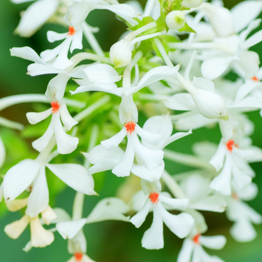 Heidinkämmekä - Calanthe triplicata
