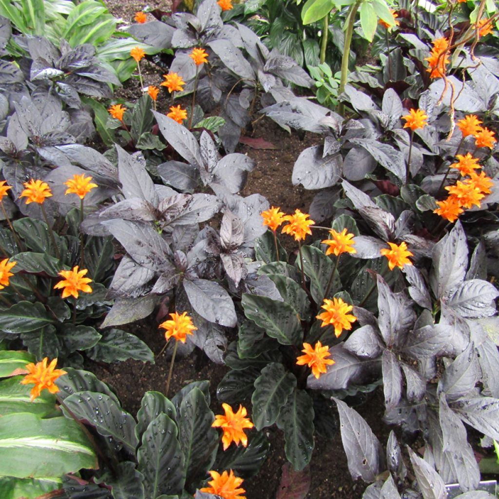 Tähkämaija - Calathea crocata