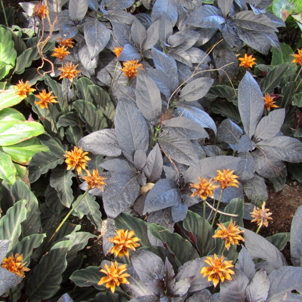 Tähkämaija - Calathea crocata