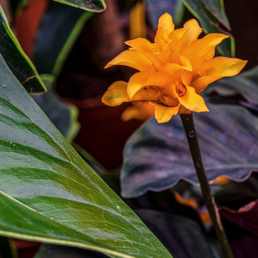Tähkämaija - Calathea crocata