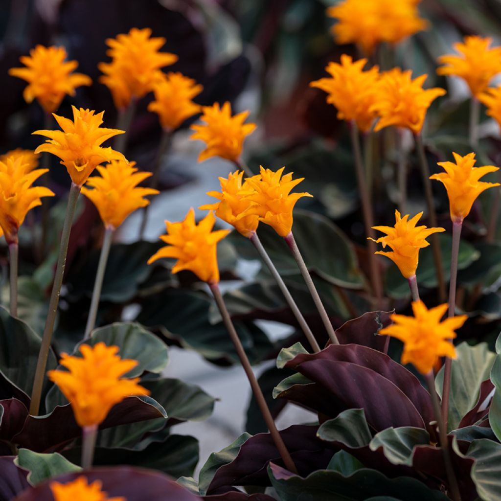 Tähkämaija - Calathea crocata