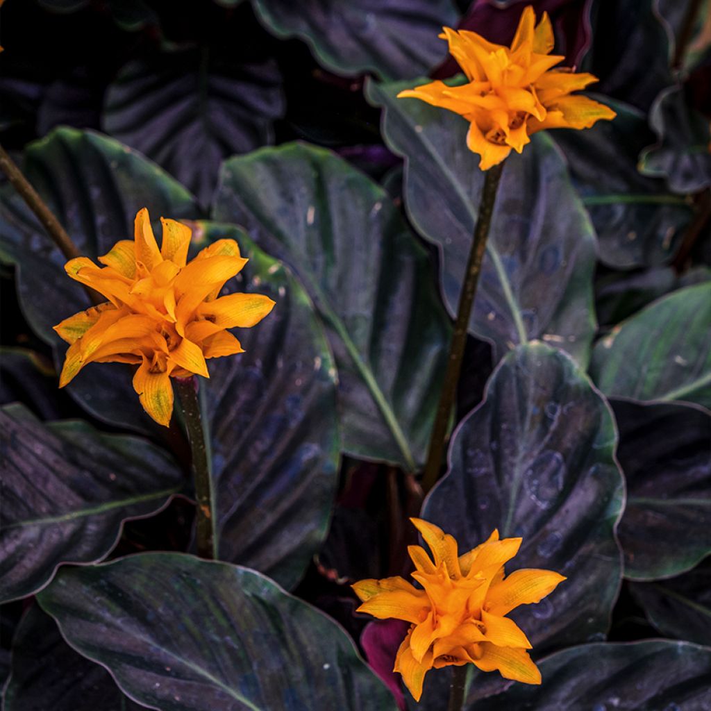 Tähkämaija - Calathea crocata