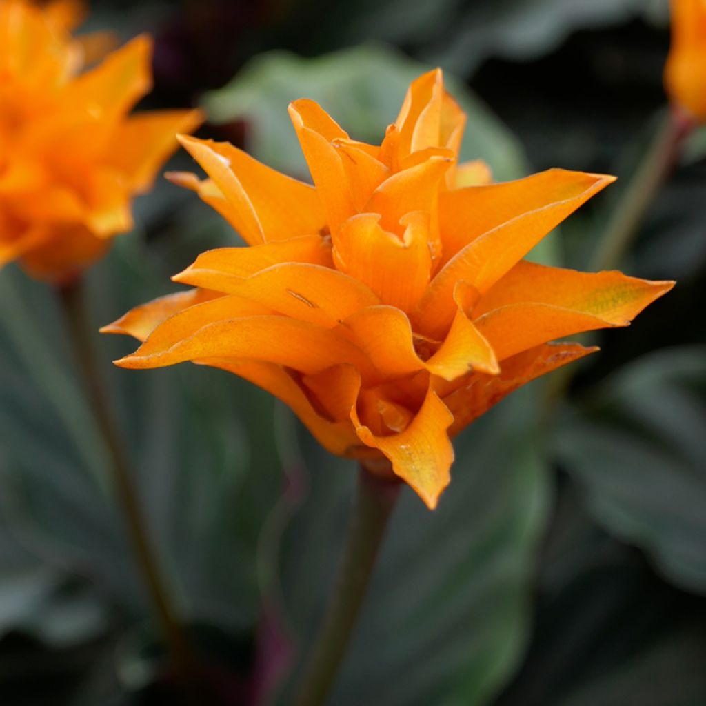 Tähkämaija - Calathea crocata