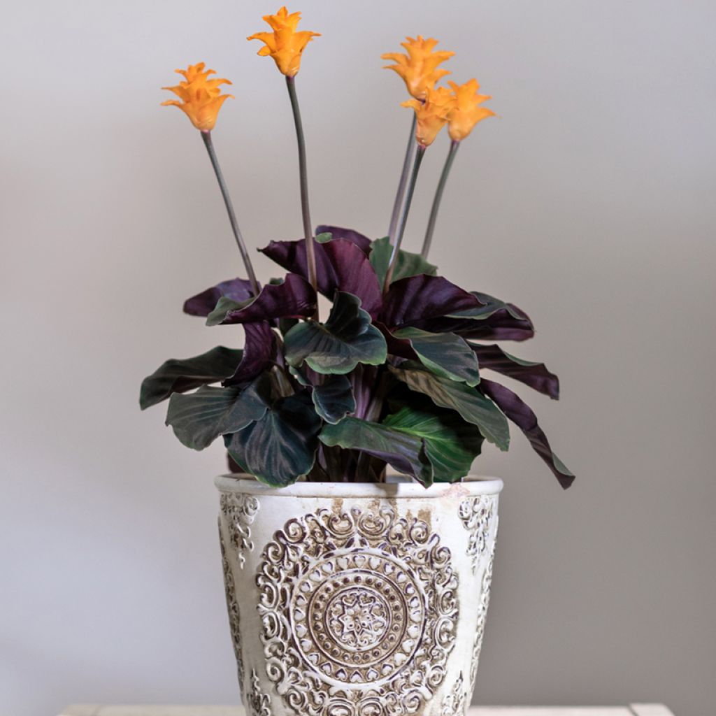 Tähkämaija - Calathea crocata