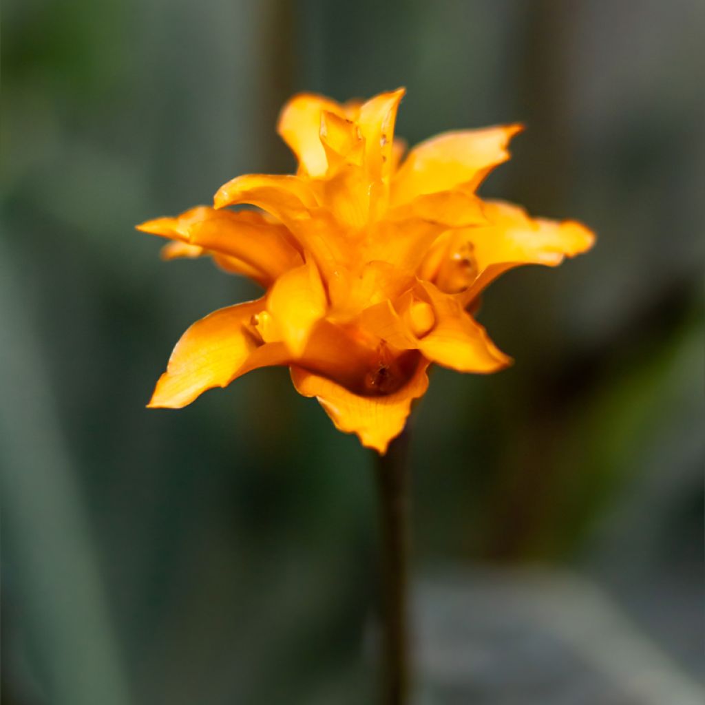 Tähkämaija - Calathea crocata