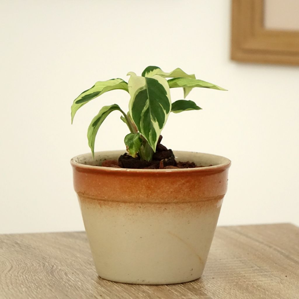 Rionmaija Fusion White