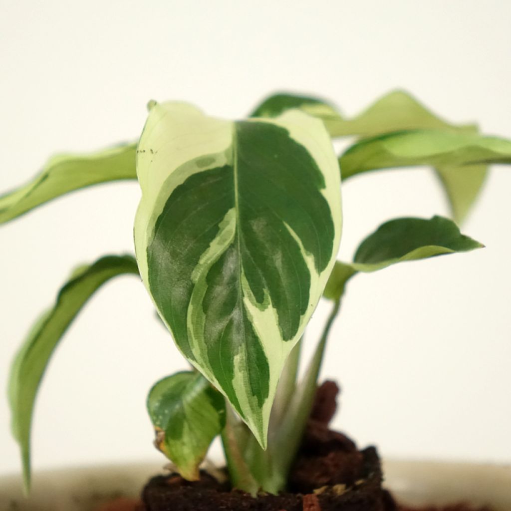 Rionmaija Fusion White