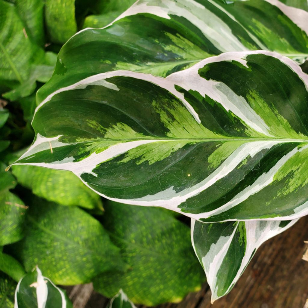 Rionmaija Fusion White