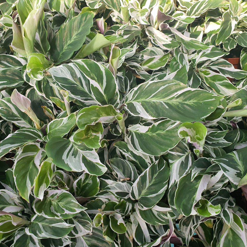 Rionmaija Fusion White