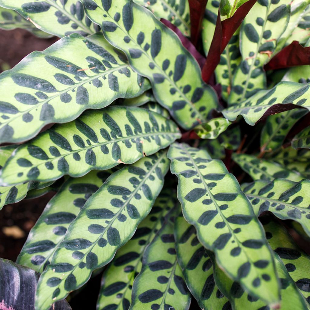 Marmorimaija - Calathea insignis