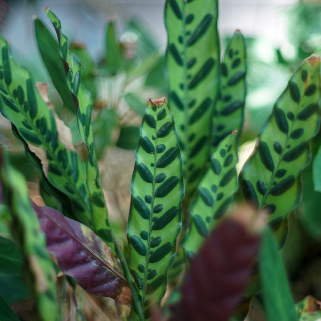 Marmorimaija - Calathea insignis