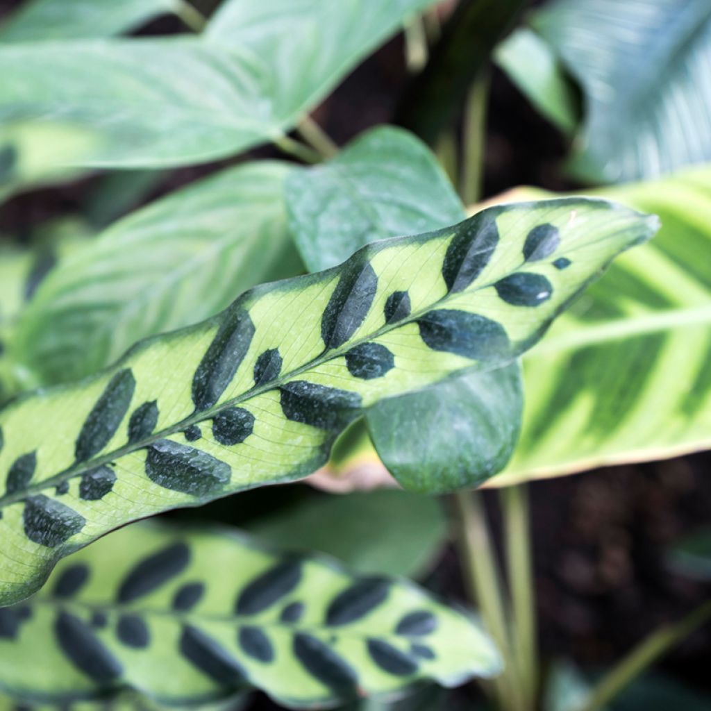 Marmorimaija - Calathea insignis