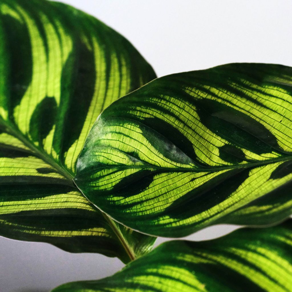 Maija - Calathea makoyana