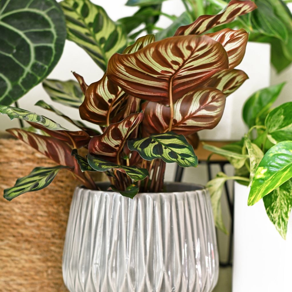 Maija - Calathea makoyana