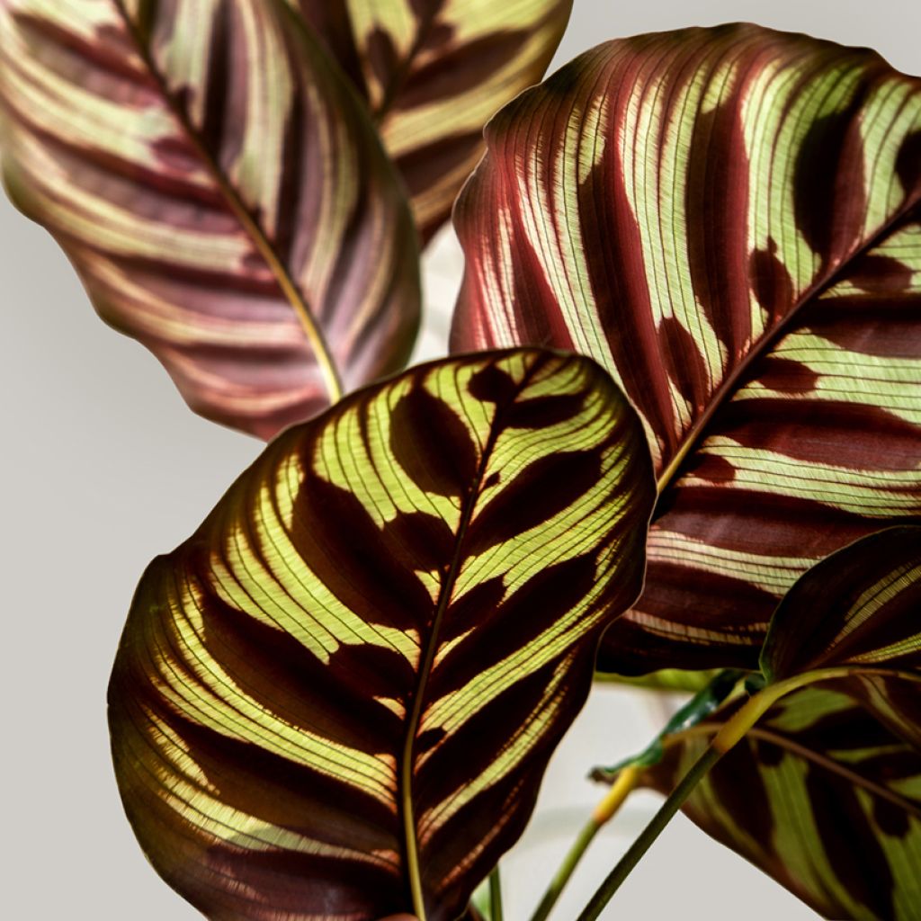 Maija - Calathea makoyana