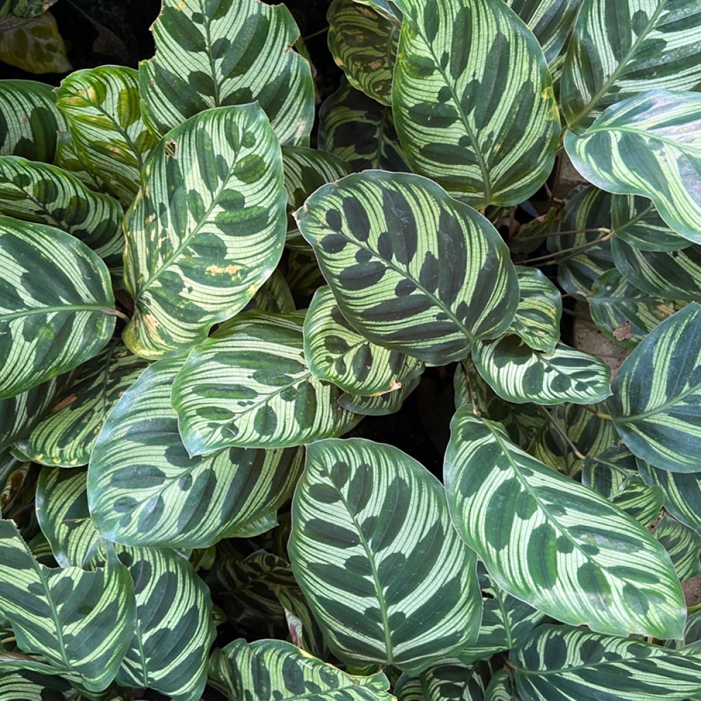 Maija - Calathea makoyana