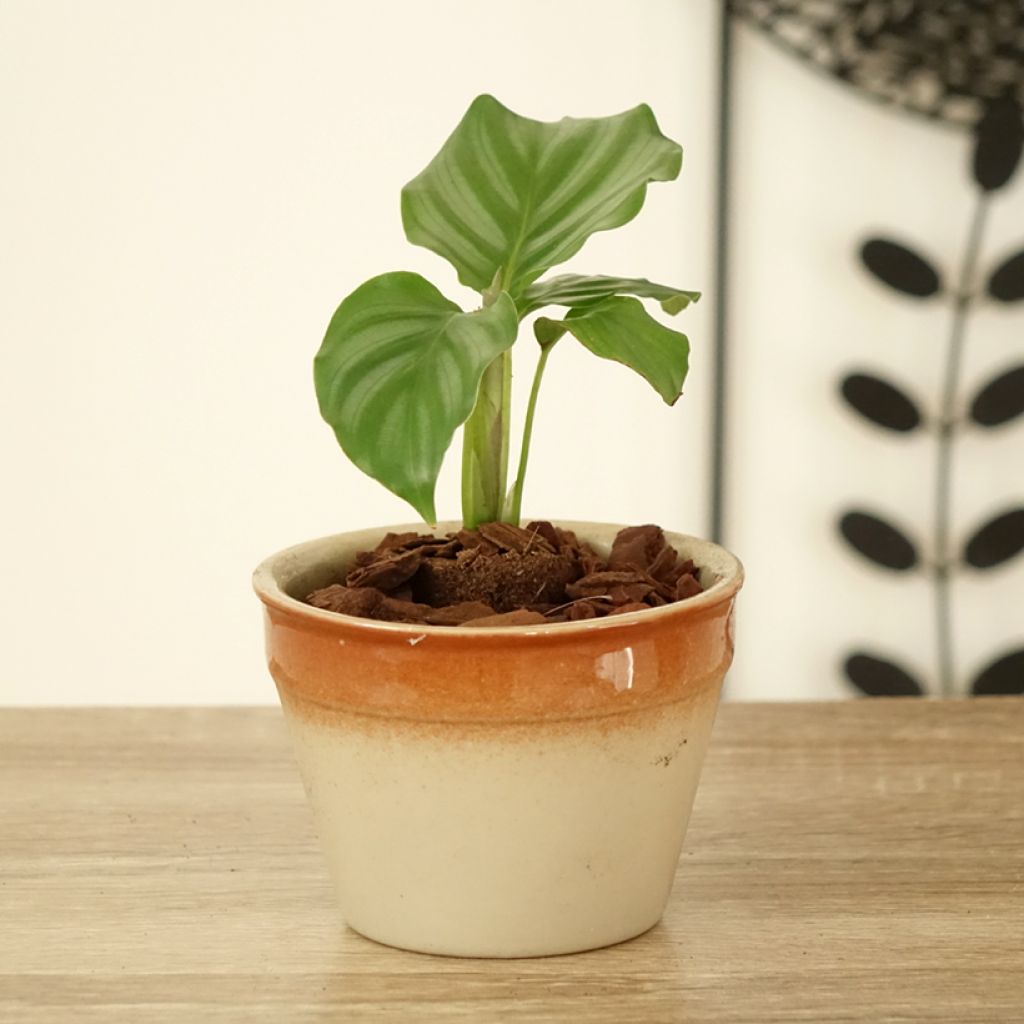 Silkkimaija - Calathea orbifolia