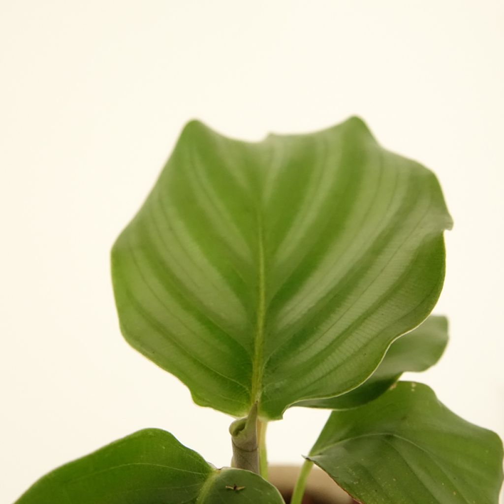 Silkkimaija - Calathea orbifolia