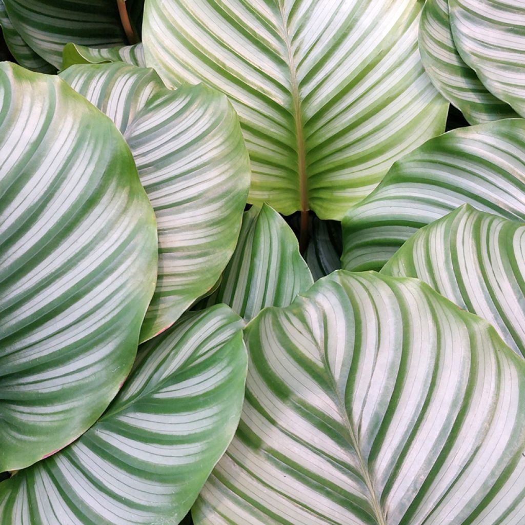 Silkkimaija - Calathea orbifolia
