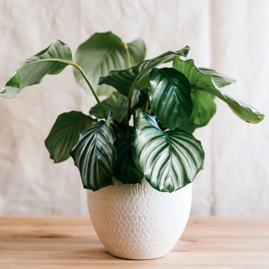 Silkkimaija - Calathea orbifolia