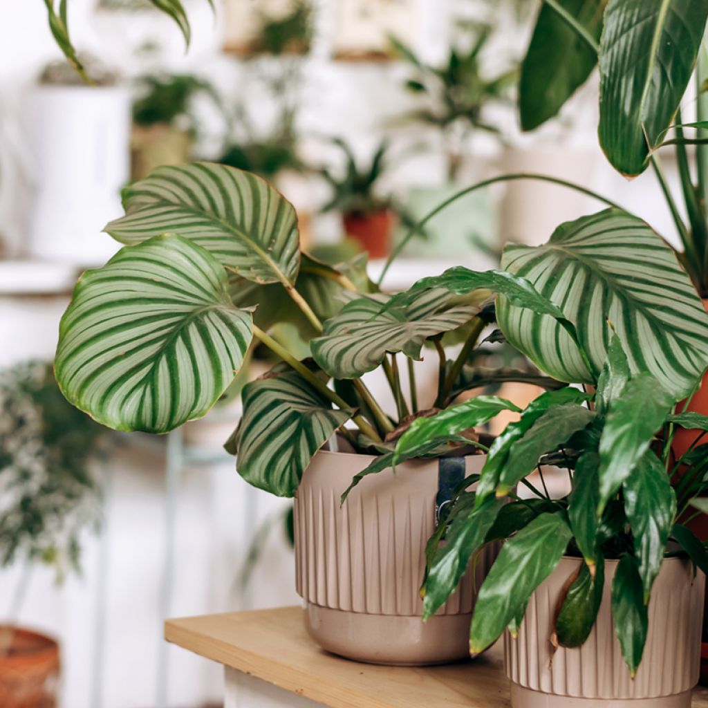 Silkkimaija - Calathea orbifolia