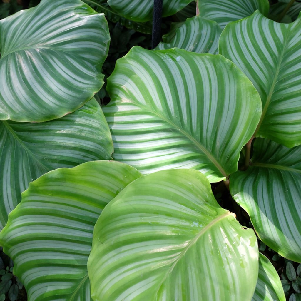 Silkkimaija - Calathea orbifolia