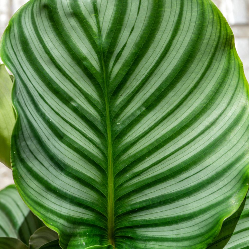 Silkkimaija - Calathea orbifolia