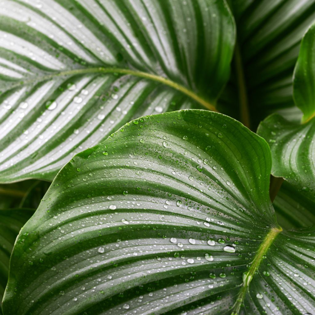 Silkkimaija - Calathea orbifolia