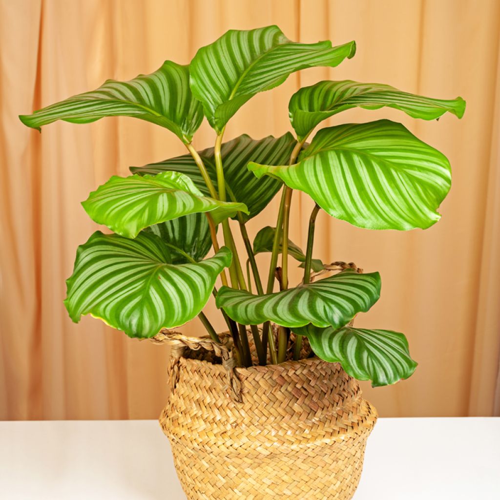 Silkkimaija - Calathea orbifolia