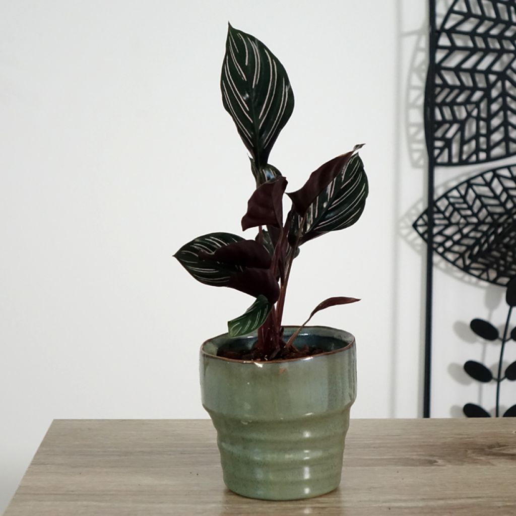 Maija - Calathea ornata