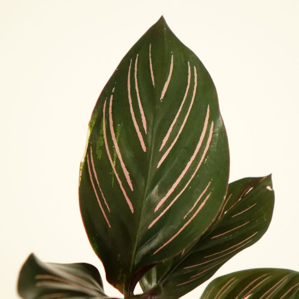 Maija - Calathea ornata