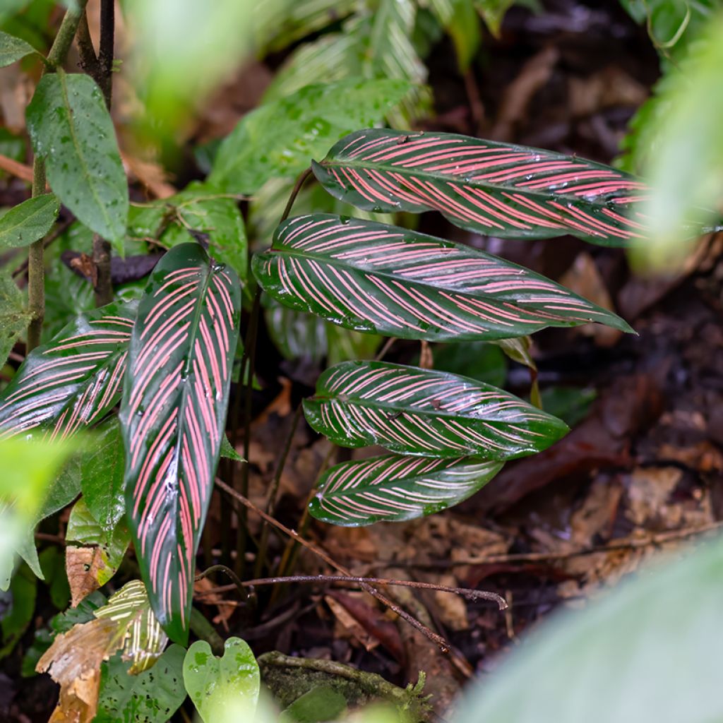 Maija - Calathea ornata