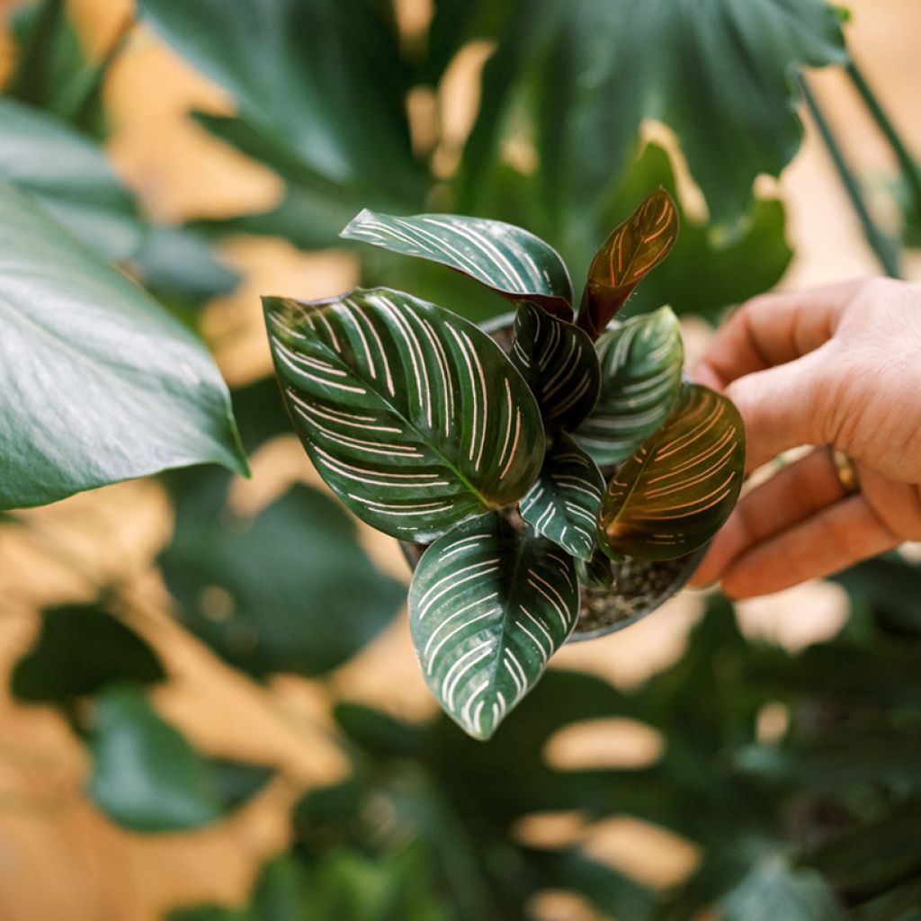 Maija - Calathea ornata