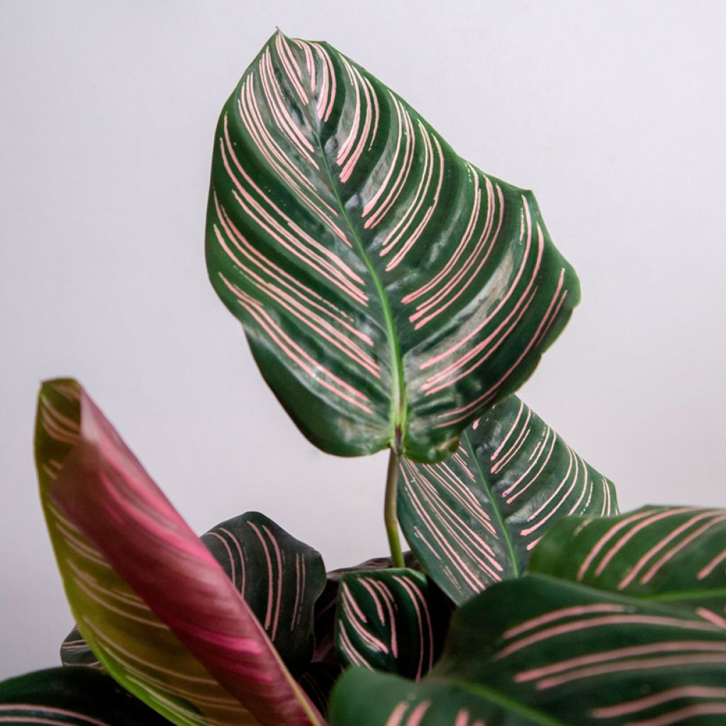 Maija - Calathea ornata